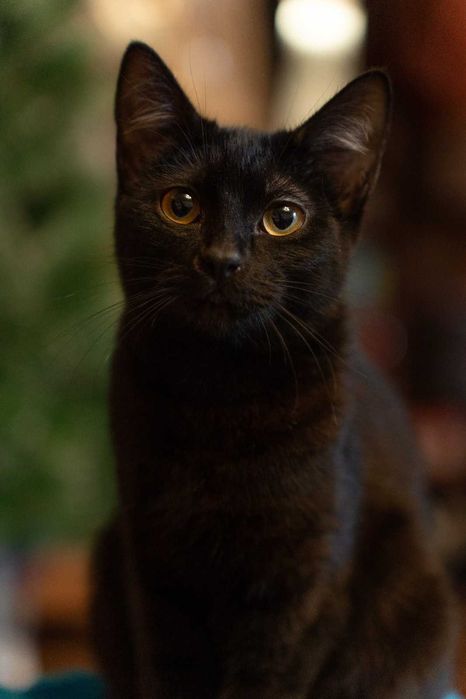 Котёнок 7 месяцев девочка