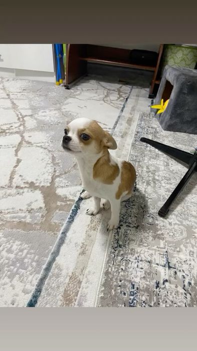 Красивый  парень чихуахуа мини ищет  невесту для  вязки