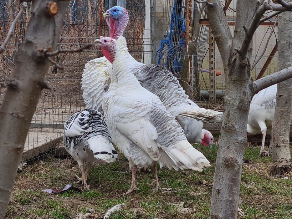 Curci Royal Palm Albastru