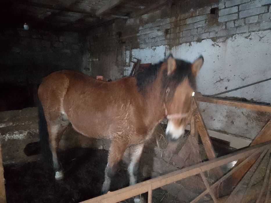 Жеребец 3,5 года