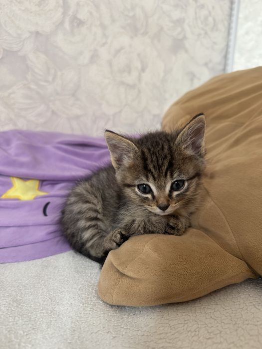 котенок девочка ищет дом