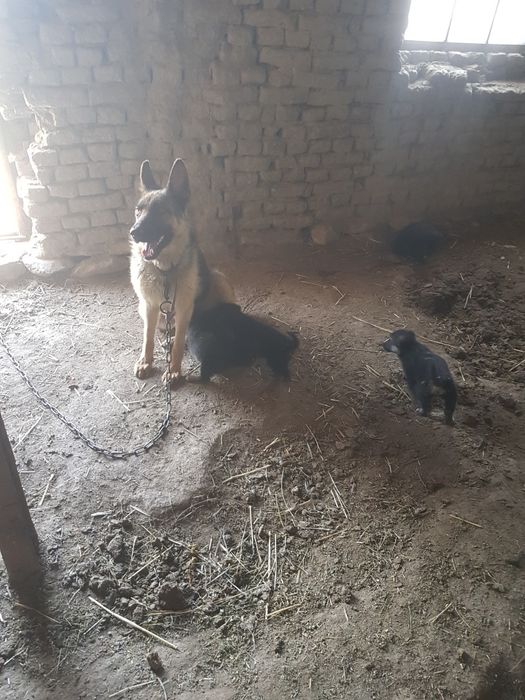 Ovcharka bolasi sotiladi