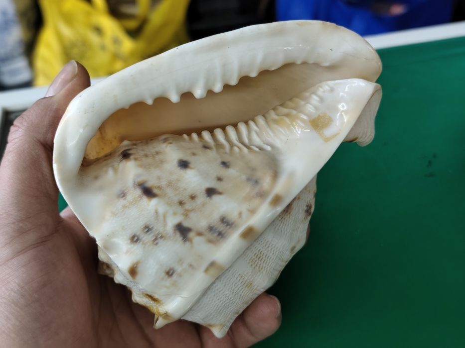 Рапан мида корал декорация