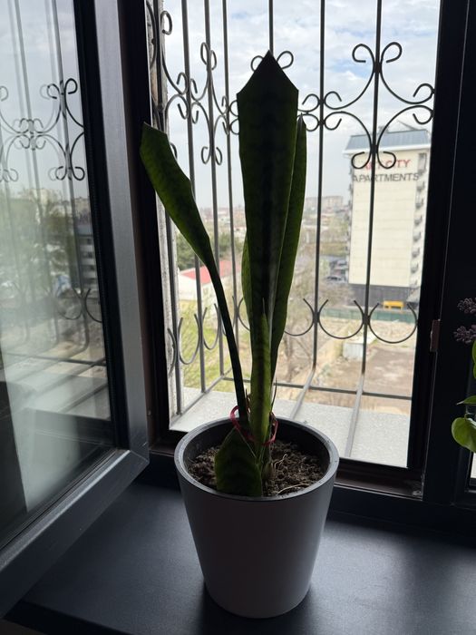 сансевиерия, щучий хвост, тёщен язык