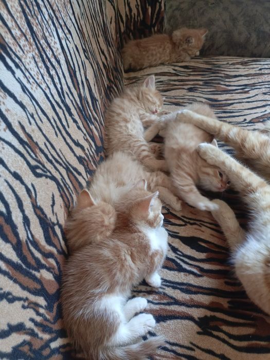 Отдам котят в хорошие руки