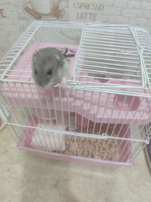 Продам джунгарского хомяка умная девочка