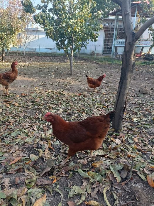 Корейский зот Хан хяп уруғланган тухумлари сотилади ва буюртма оламиз