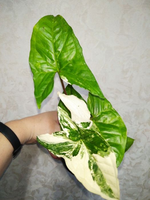 Продам цветы Сингониум