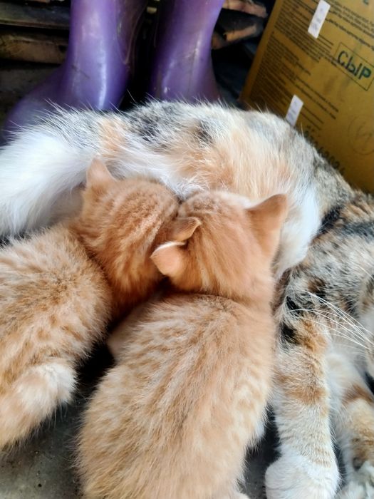 Отдам котят в добрые руки