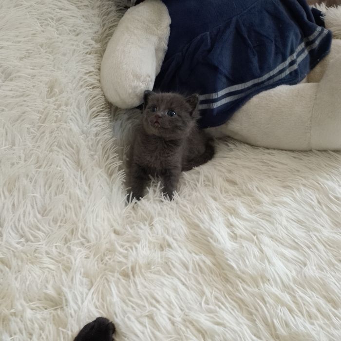 Котята шотландцы7000