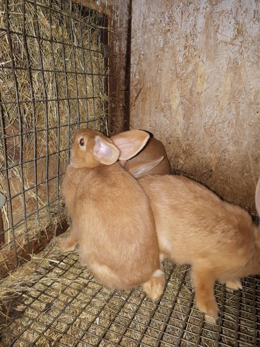 Продам кроликов не дорого.