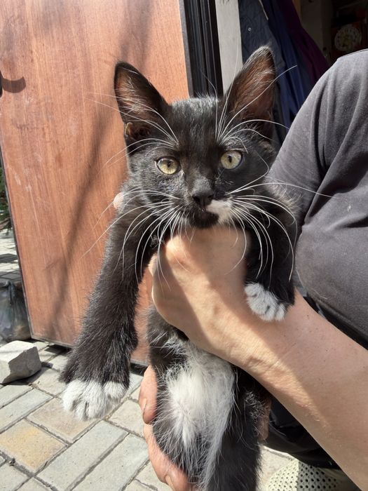 Отдам котят бесплатно