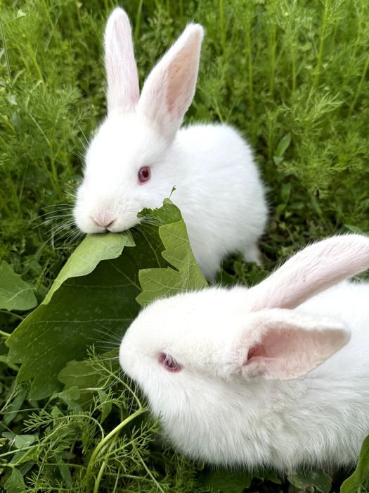 Кролики по 35 тыс сум