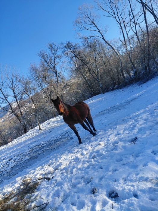 Cârlană de vânzare