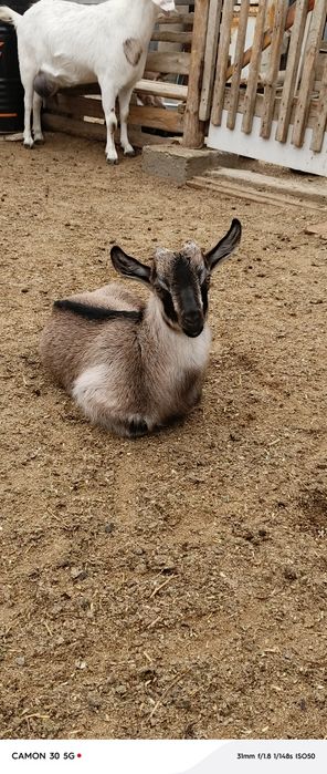 Еркек, ұрғашы лақтар сатылады