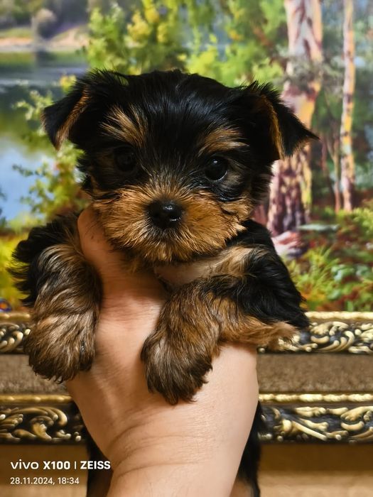 Очаровательные щенки Йорка.