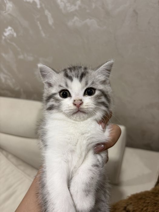 Продаётся котёнок