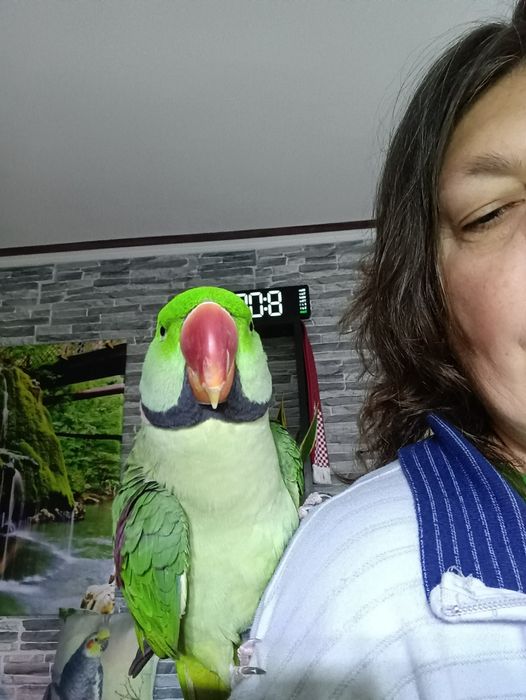 Vând papagal Marele Alex blând