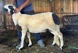 Мъжко агне  шиле 60-70 кг и мъжки прасе 160-170 кг за продажба