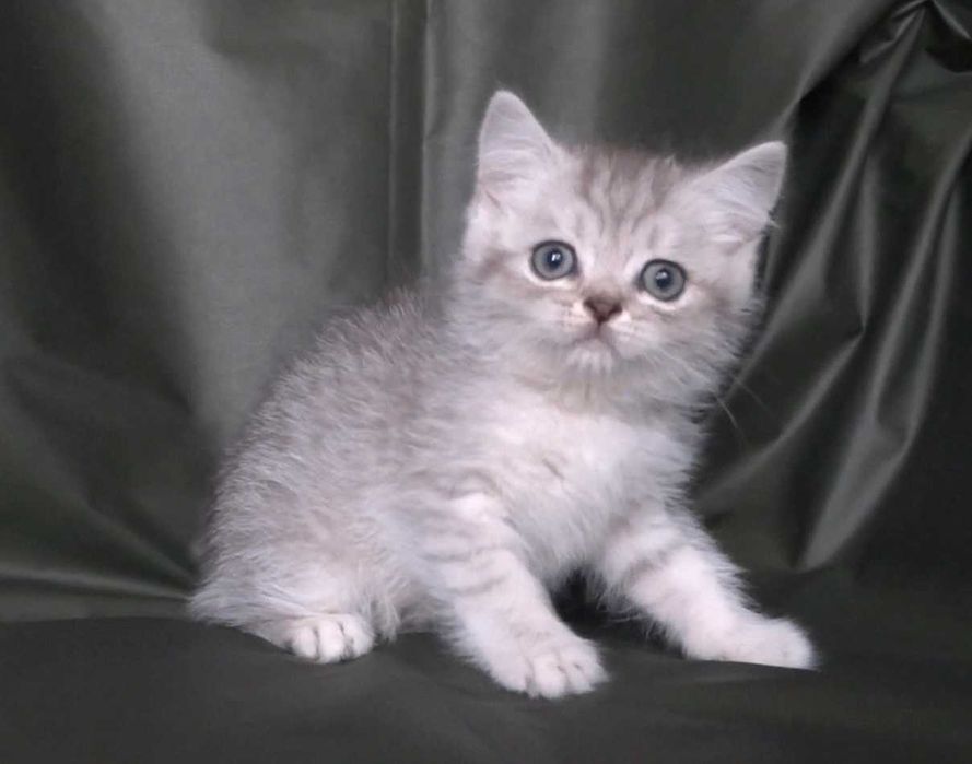 Шотландско и Британски късокосмести котенца