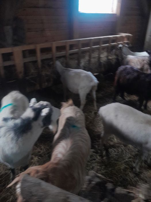 Vind capre szanen și autohtone