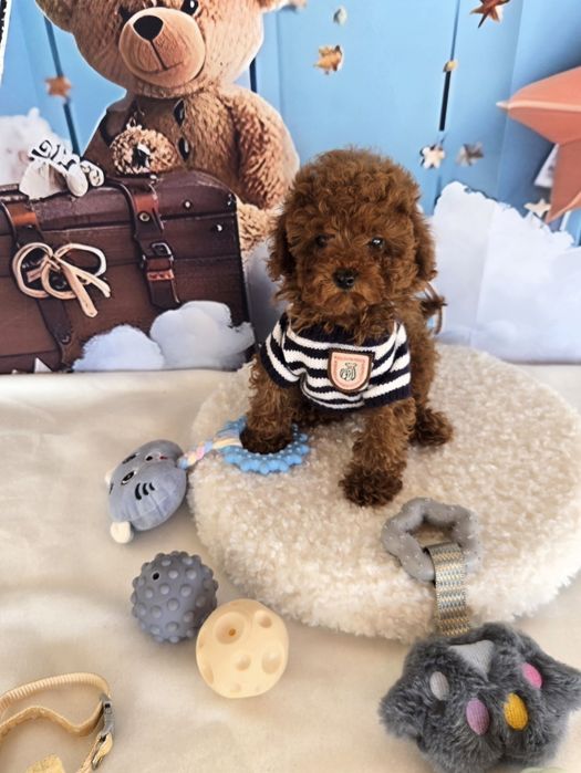 Пудел той/ пудел тийкъп с розословие