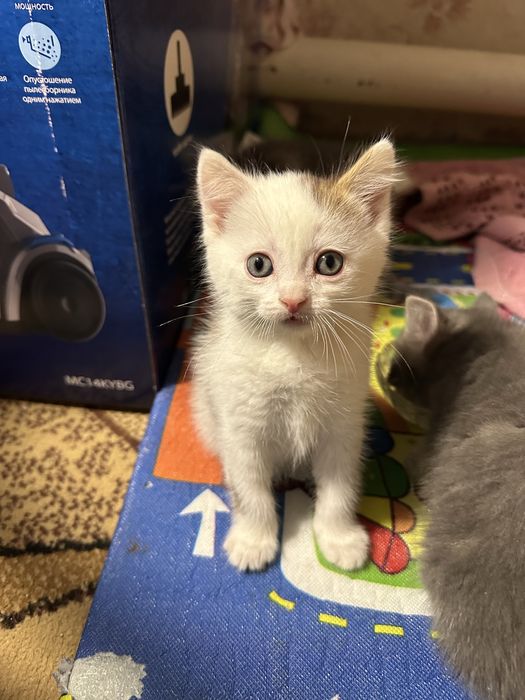 Отдам котят в добрые руки