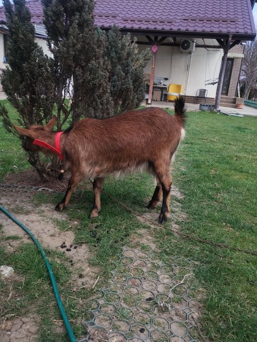 Capră alpină franceză