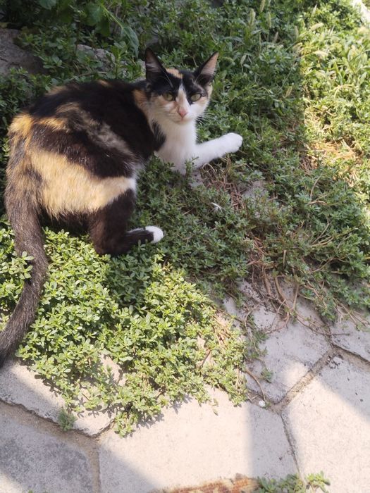 Отдам даром кошечку