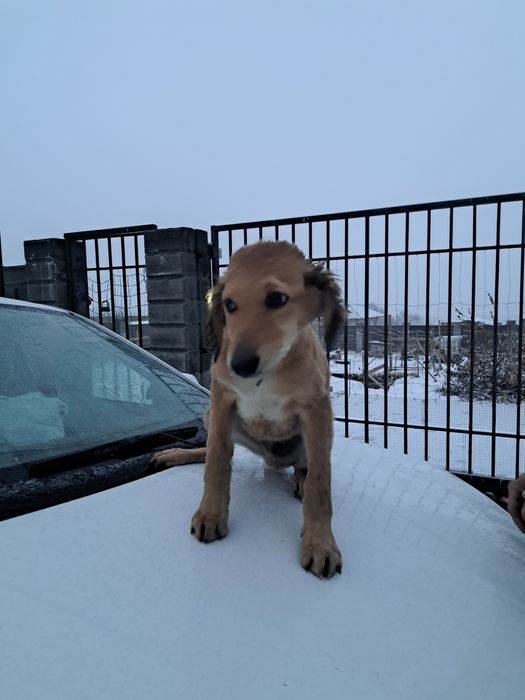 Тазы күшік сатылады еркек