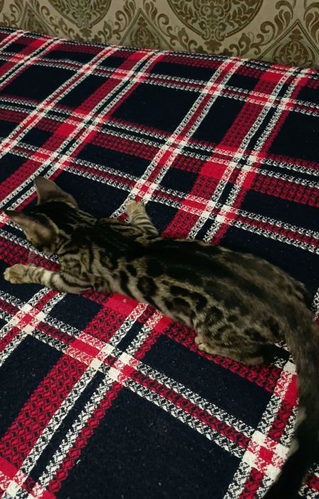 Продаётся бенгальская кошечка 

Ищет любящую семью очаровательная бе