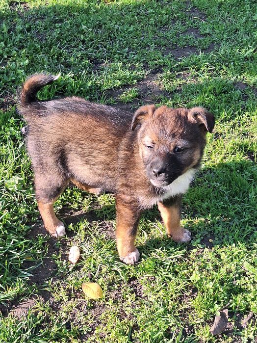 Малки кученца - дребни