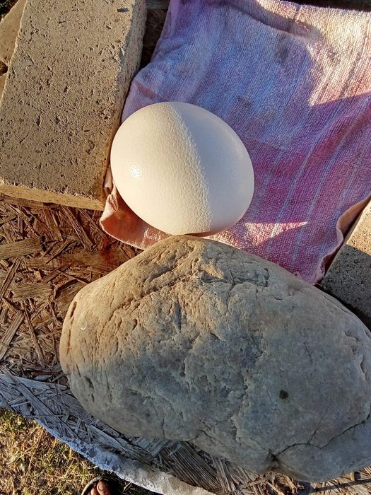 Oua struț proaspete pt consum  sau pt incubator