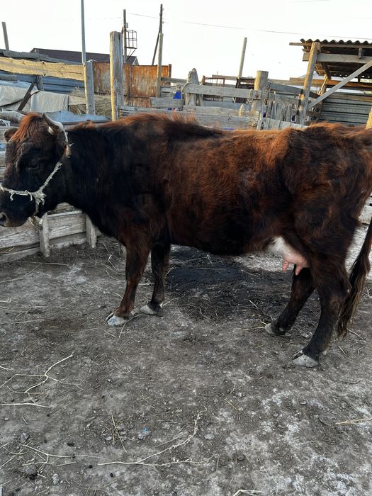 Сиыр сатылады!! Бұзауымен