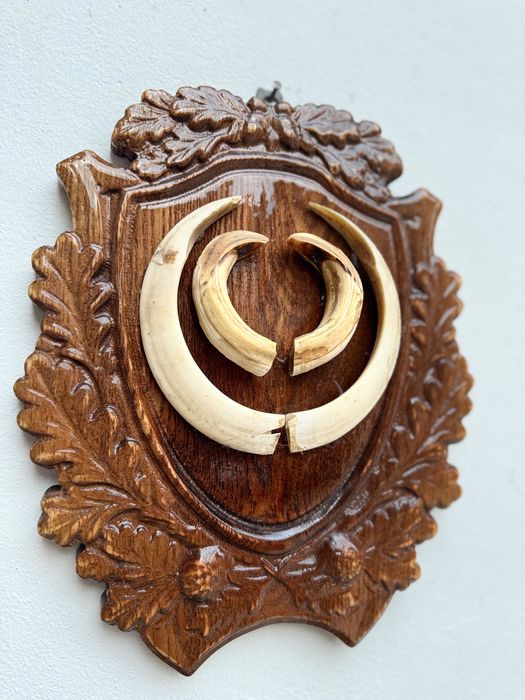 Panoplie Vânătoare cu colți de mistreț