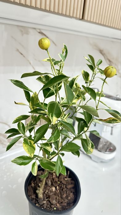 Вариегатный мандарин с плодами