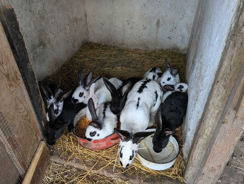 Vand iepuri intre 1-4kg