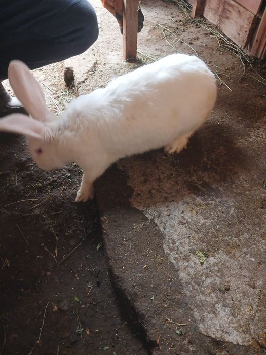 Продам кроликов срочно