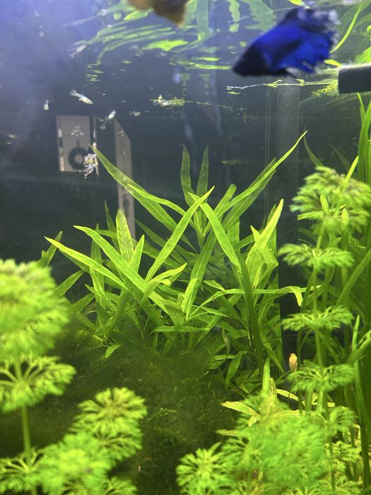 Продается аквариумные растения(Аквариум утлари сотилади)