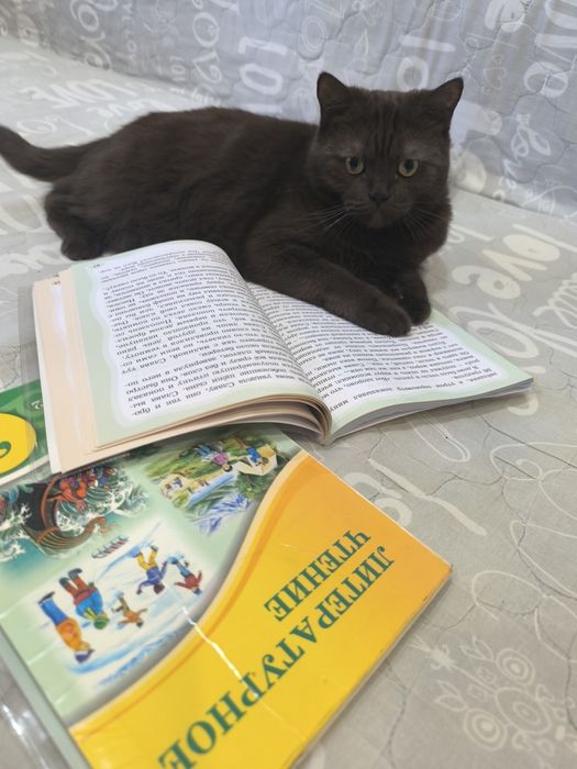 Отдам кота, в хорошие руки.