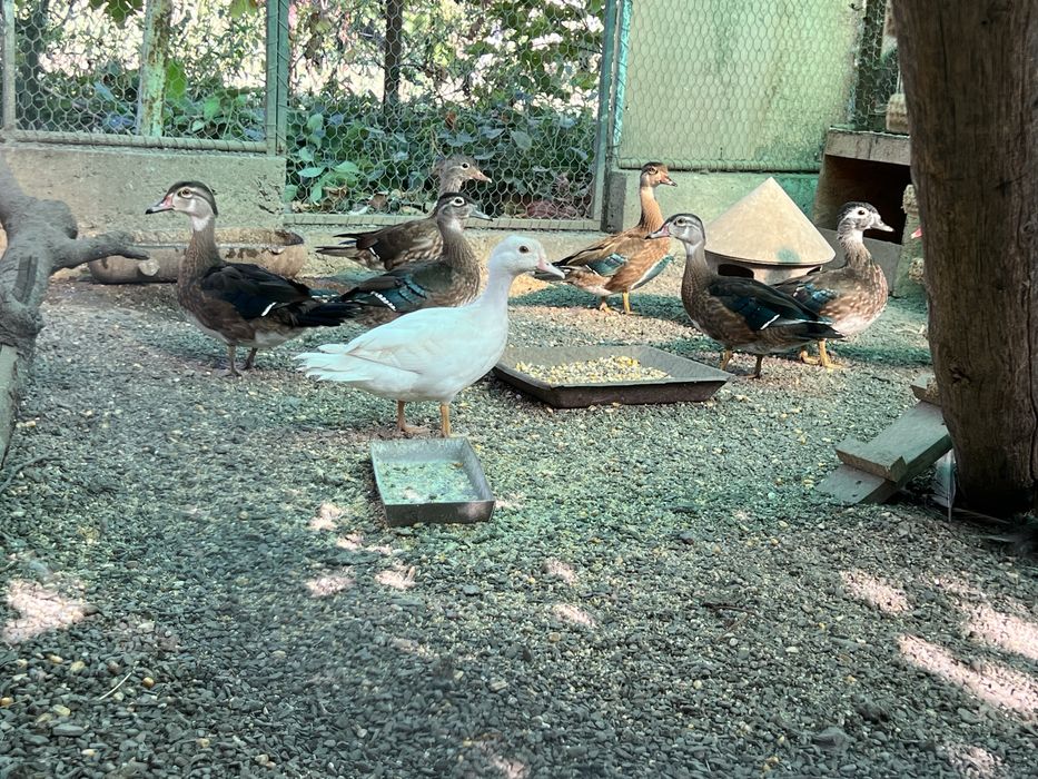 Vand rate mandarine si Caroline