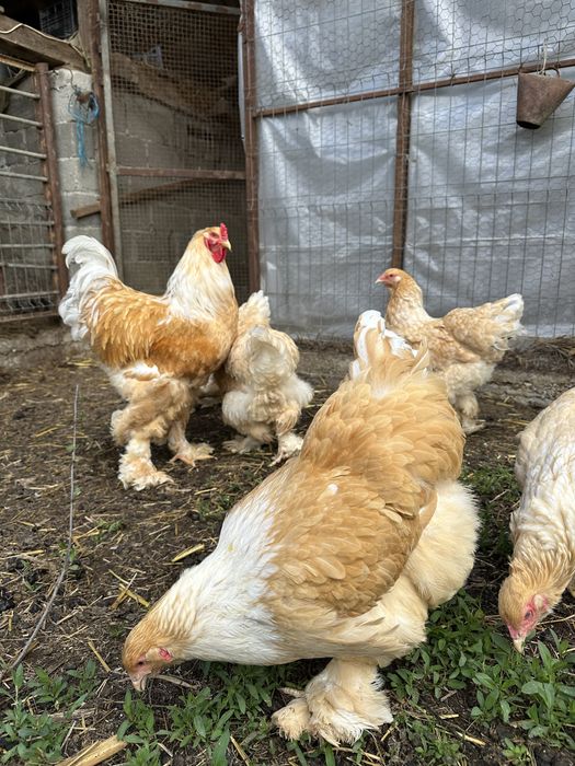 Familie brahma lemon 5+1