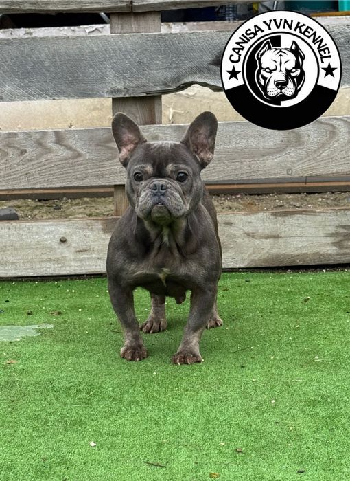 Femela buldog francez blue