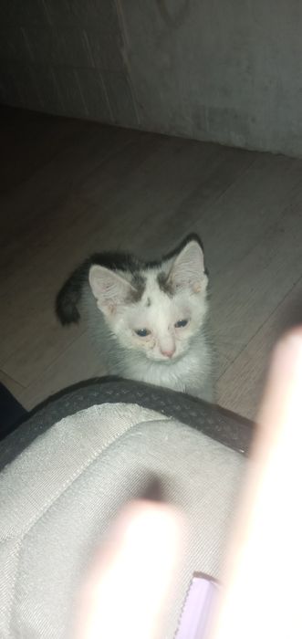 Отдам котёнка 2 месяца