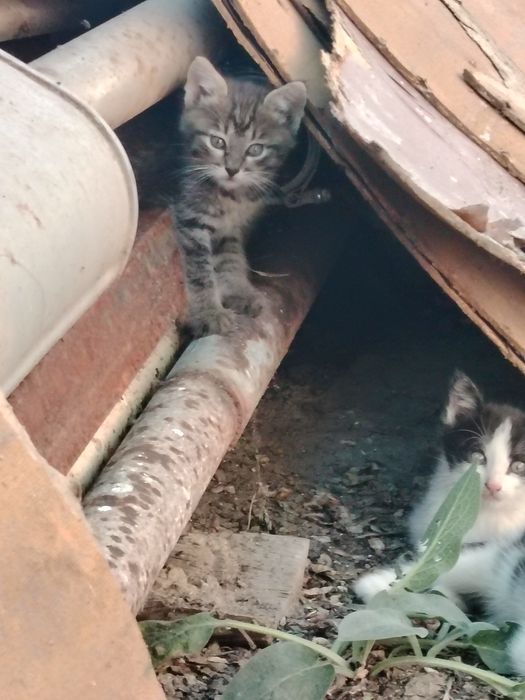 Отдам котят в добрые руки