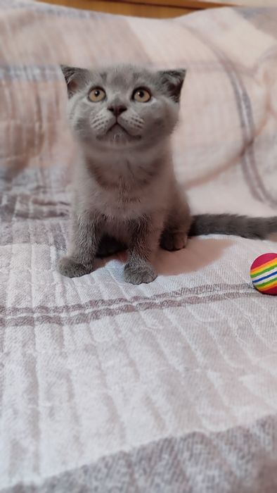 Котята скоттиш фолд и страйт
