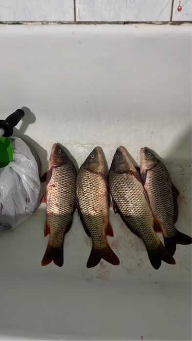 Продается рыба свежая