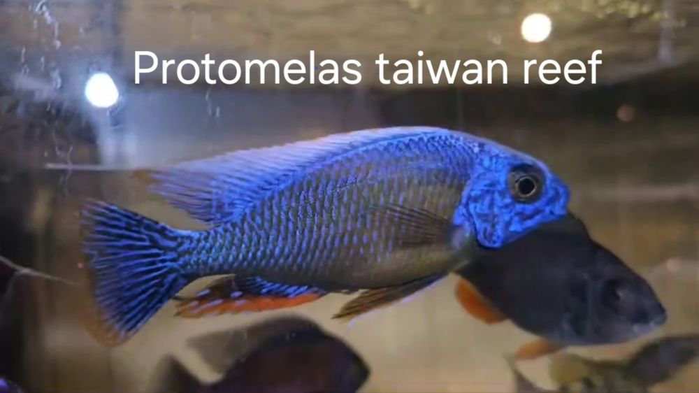 Ciclide africane (pui și juvenili)