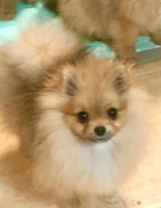 Очаровательная Шпиц девочка