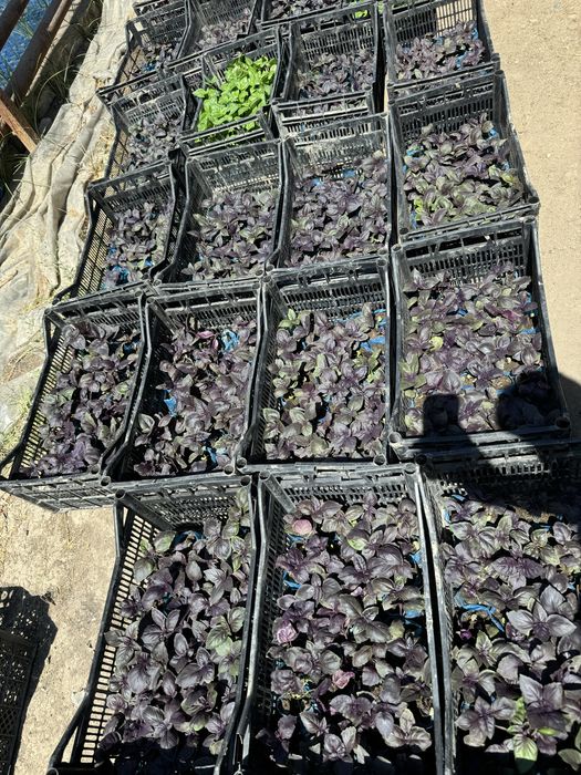 Rayxon ko’chatlari bor